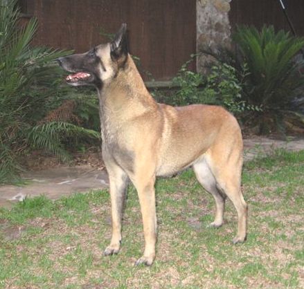 Broadcreek malinois best sale